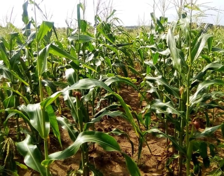 Setting Maize Entering Maize Harvest Season > Hawte